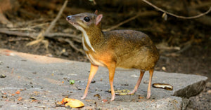 Fanged Mouse-Deer identified after vanishing for a generation